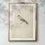 «Vintage Animal Print», impression encadrée-1863241826