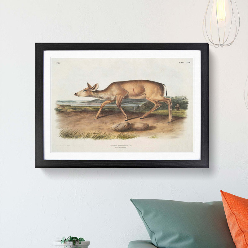 Hunted Black-Tailed Deer by J.W. Audubon - Framed Print, 27cm H x 36cm W x 2cm D, Black Framed