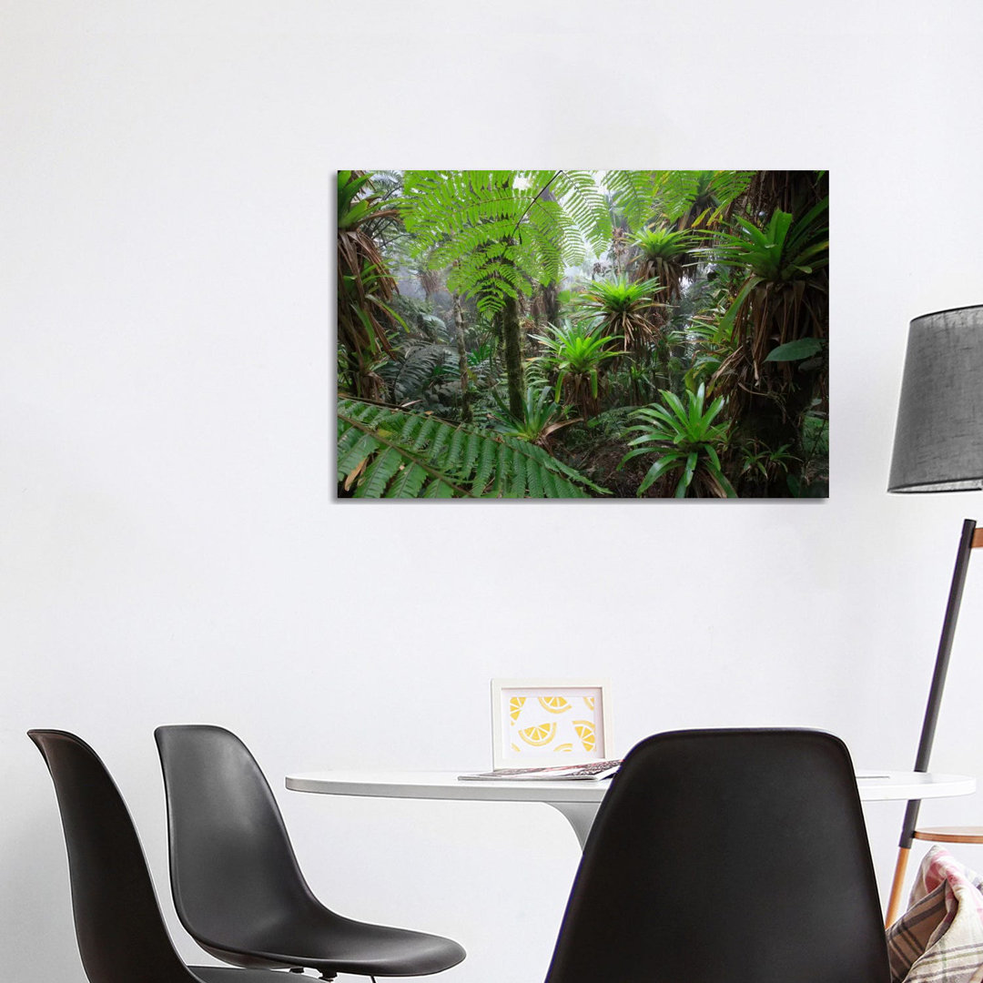 Bromeliad And Tree Fern At 1600 Meters Altitude In Tropical Rainforest, Sierra Nevada De Santa Marta National Park, Colombia V by Cyril Ruoso - Wrappe