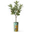 Arbre artificiel en fleur noire et blanche-104345525