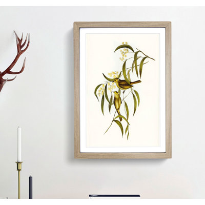 White-Blumed Honeyeater by Elizabeth Gould - Framed Print