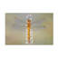 Art sur toile, libellule Petar Sabol-835373039