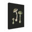 Amanita Muscaria sur fond sombre-94839866