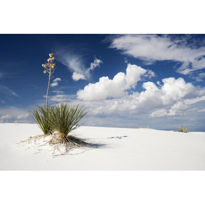 New Mexico by Sara_Winter