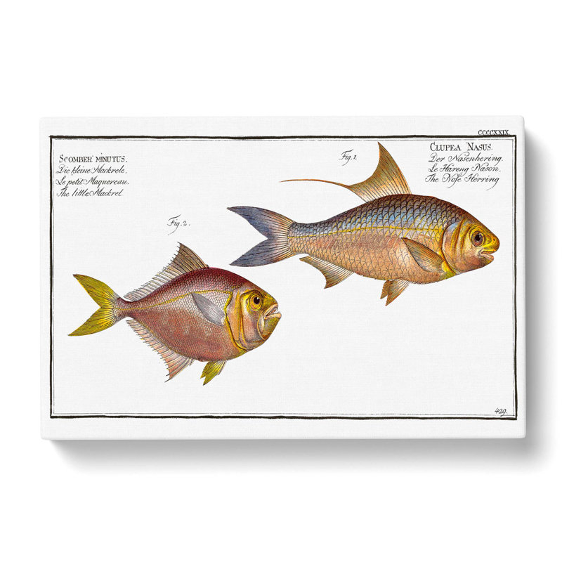 Mackerel & Herring Fish by M.E. Bloch - Wrapped Canvas Print, 35cm H x 50cm W x 3cm D