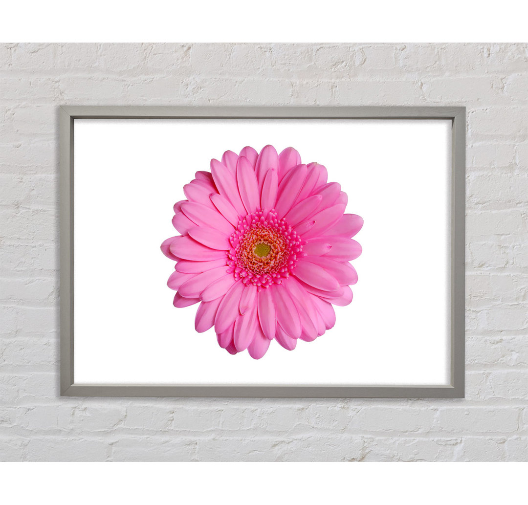 Babyrosa Gerbera-Blütenblätter - Einzelner Bilderrahmen Kunstdrucke auf Leinwand