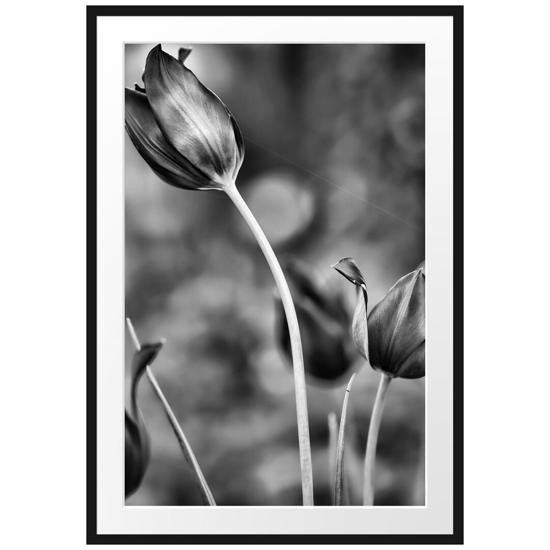 Gerahmtes Poster Tulpen im Abendlicht