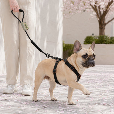 Dog Harness and Leash Set with Padded Handle, Adjustable Pet Walking Harness for Everyday Walks and Outdoor Training