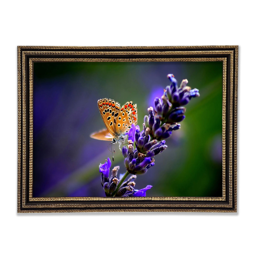 Schmetterling auf Lavendelblüte - Druck