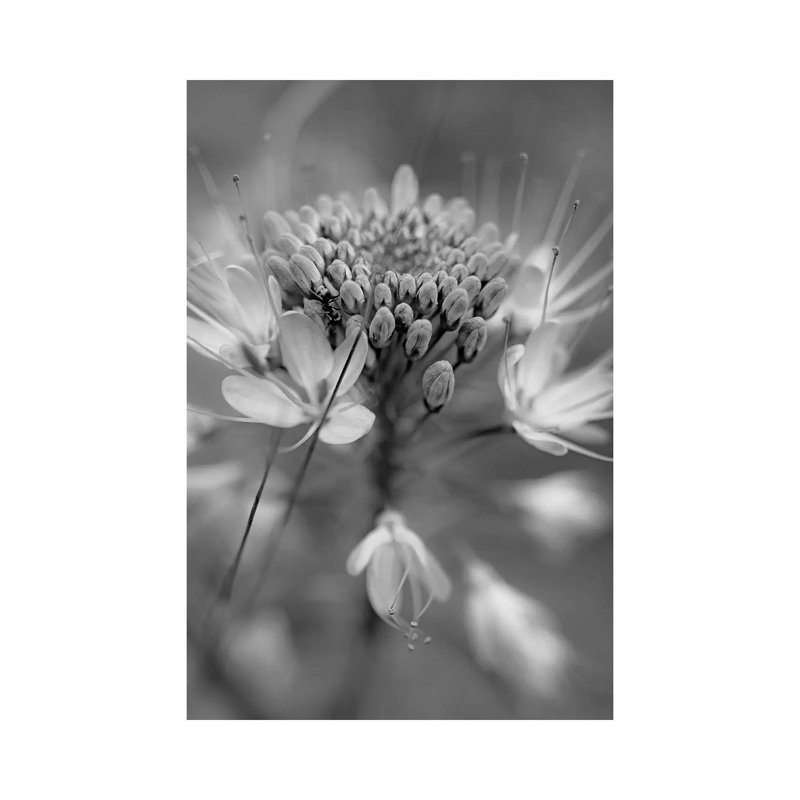 Rocky Mountain Bee Plant Flower, Great Sand Dunes National Monument, Colorado by Tim Fitzharris - Gallery-Wrapped Canvas Giclée on Canvas