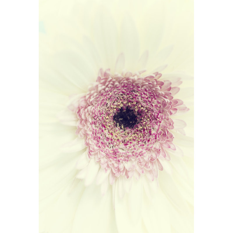 Flowers Aglow II by Judy Stalus - Painting Print, Wrapped Canvas, 91 cm H x 61 cm W