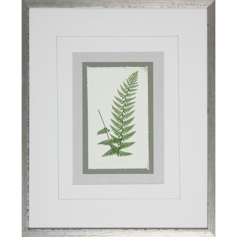 Fern8 Print