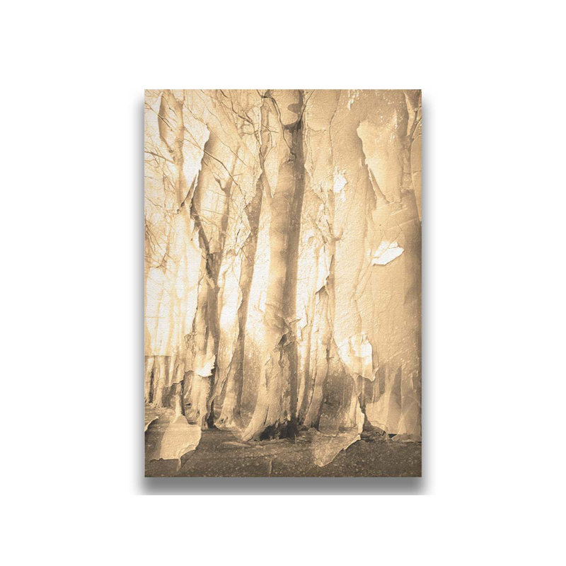 Peeling Birches par Hal Halli. Impression sur papier - Montée et encadrée avec de l'acrylique transparent, H 34 po x l 49 po