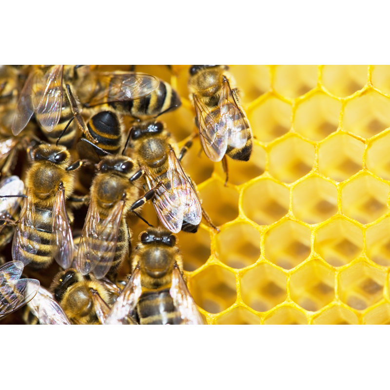 «Honey Bees on Honeycomb» par Irochka_T - Photographie sur toile tendue, L 12 po x H 8 po
