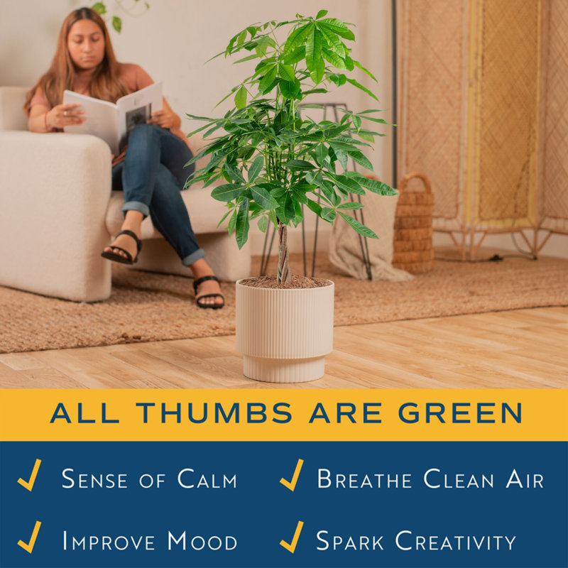 Money Tree in Décor Pot