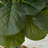 36'' Faux Fiddle Leaf Fig Tree-1137422214