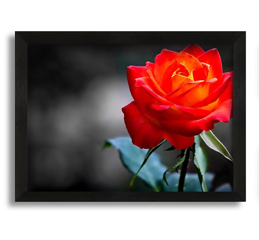 Gerahmtes Leinwandbild Orange Rose on Black