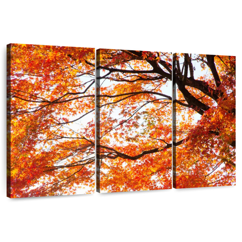 Alvord acer Palmatum en automne, H 48 po x l 74 po