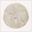 Sea Shell 8 Print-2007062254-2007062160