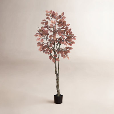 72" Dogwood Tree in Nursery Pot