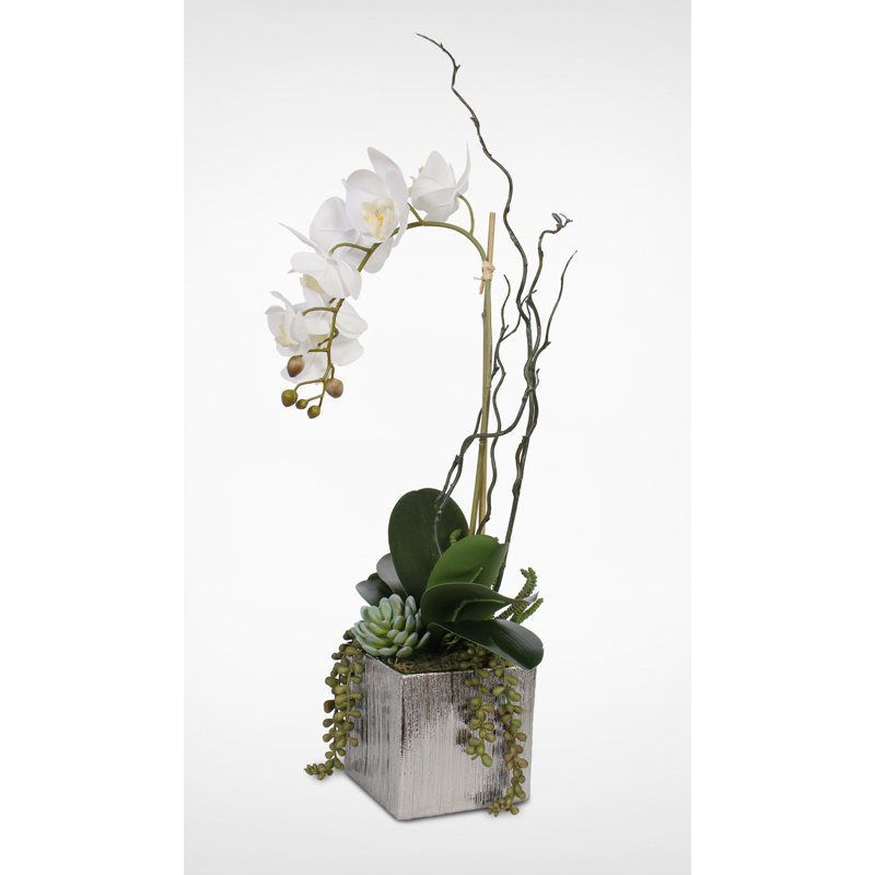 Orchidées avec des agencements floral plantes grasses et des pièce maîtresses en pot