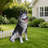 Lifelike Husky Dog Statue