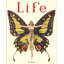 Papillon de vie-107113193