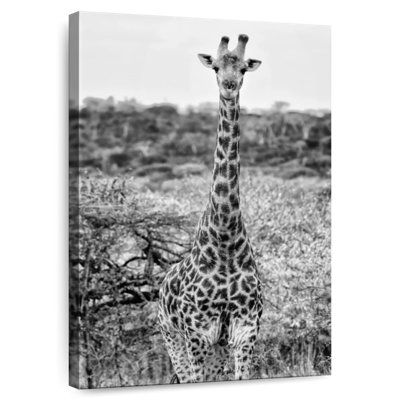Brampt Awesome South Africa - African Giraffe
