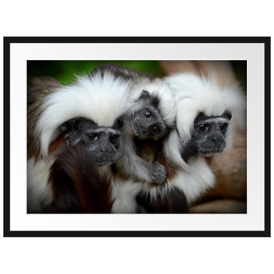 Gerahmtes Poster Kleine Lisztäffchen-Familie