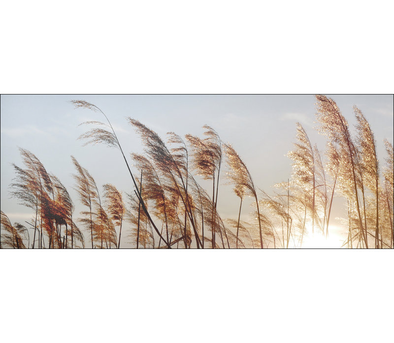 Dried Fiber II - No Frame Panoramic Print on Float Glass, 50cm H x 125cm W x 1.3cm D
