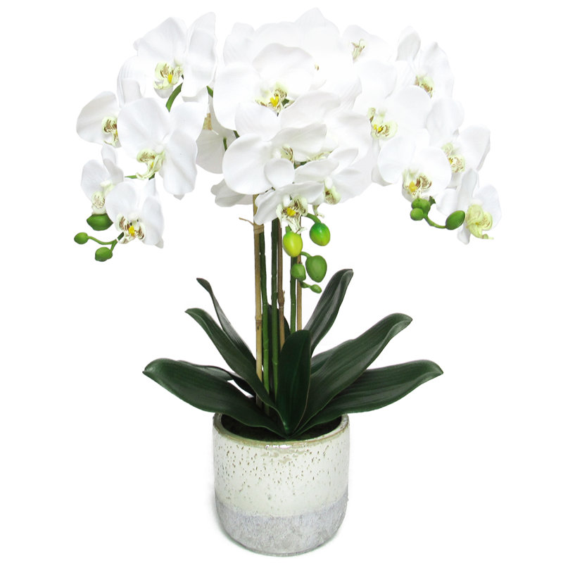 Centres de table orchidées phalaenopsis en pot