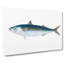 Mackerel Fish by Edward Donovan - Wrapped Canvas-55365132