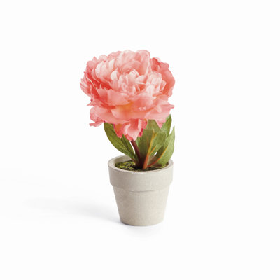 Mini corail empoté 6,5 pouces