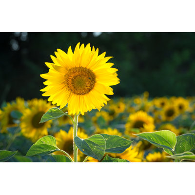 Sunflower by SVPhilon - Wrapped Canvas Print