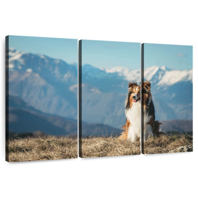 Brampt Shetland Sheepdog