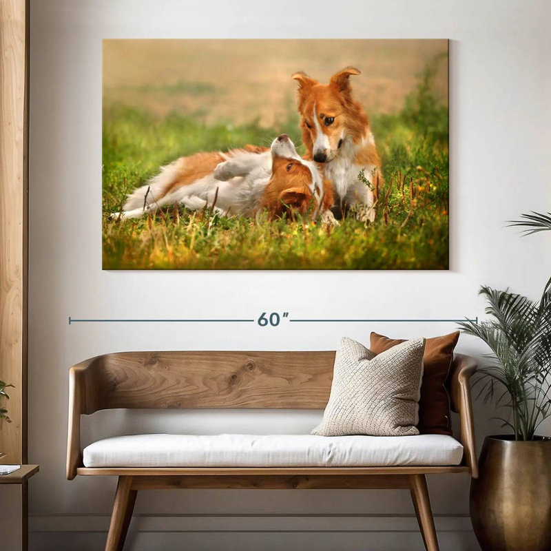 Border collie Brampt Playtime, H 34 po x l 51 po