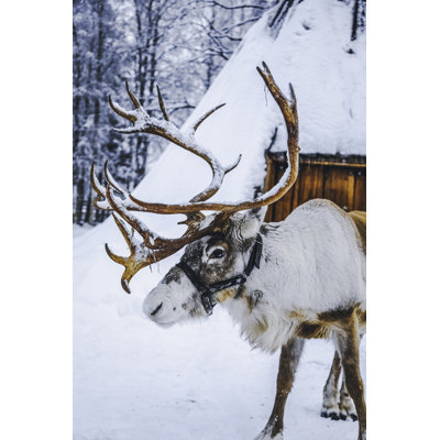 Reindeer - Wrapped Canvas Print