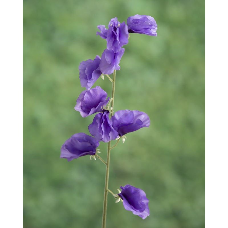 Sweet Pea, Purple