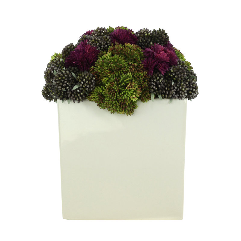 Assortiment de pots Sedum