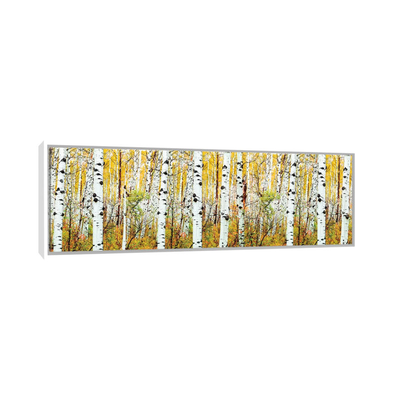 «Aspen Trees Panorama, Colorado» par Susanne Kremer, impression panoramique sur toile, Toile blanche encadrée