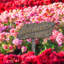 Enseigne de jardin personnalisable ccm-39821264-40043248