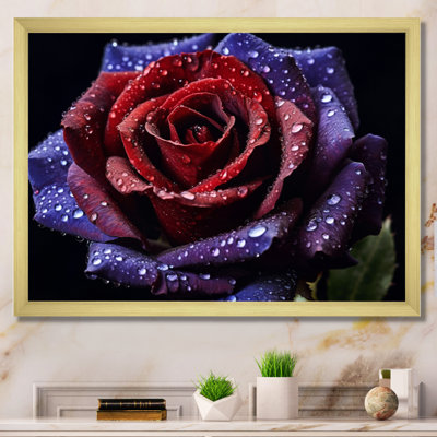 Red and Purple Rose with Raindrops - Floral Wall Art