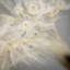 Dandelion Sprays