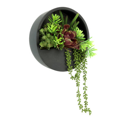 Cactus, Succulent and Sedum Arranged in Hanging Fiberstone Planter