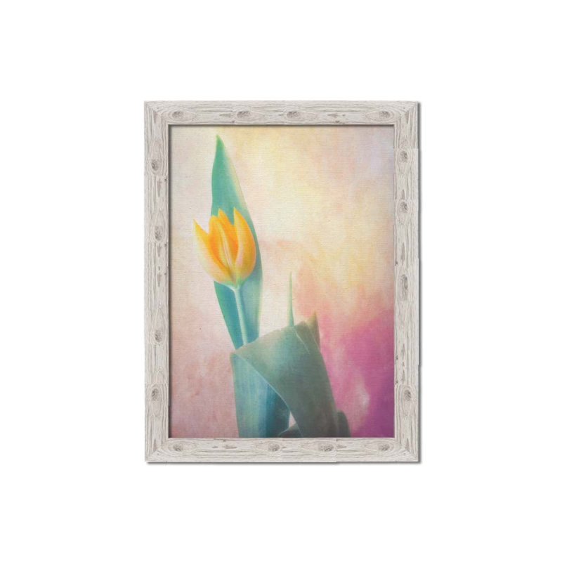 Point Tip Tulip by Hal Halli. Paper Print - Mounted & Framed with Clear Acrylic, 34" H x 44" W