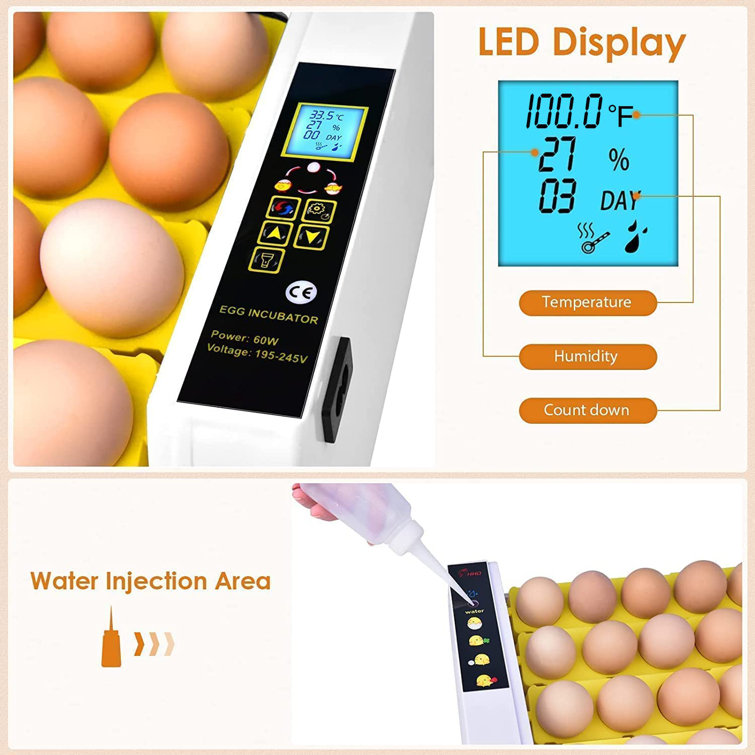 Little Giant Egg Incubation Thermometer for Incubators and Egg