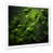 White Single Picture Framed