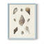 Knorr Shells & Coral IX, reproduction encadrée - bois massif-1070422409-1070422415