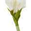 Fiori Amaryllis Arrangement