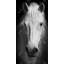 Monochrome Horse Print On Canvas-98694181
